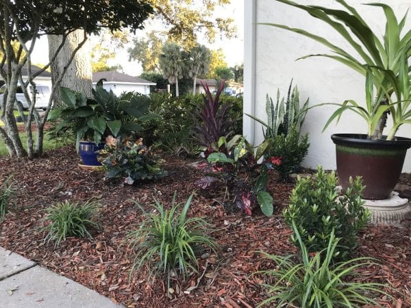 Plants Landscaping and Design