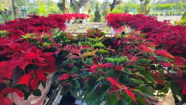 spirit-lake-garden-center-spirit-lake-garden-center-3