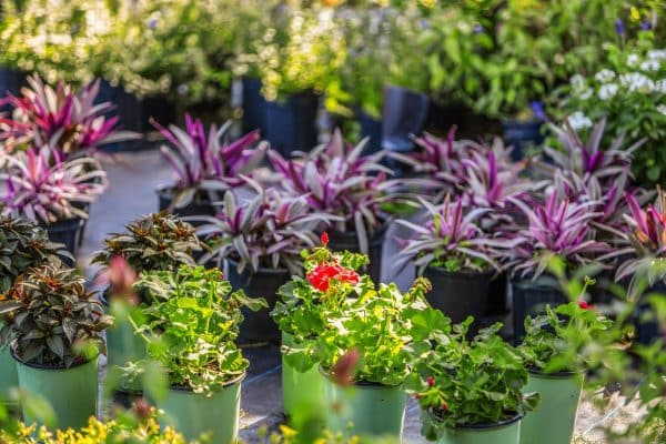 garden-center-spirit-lake-garden-center-2