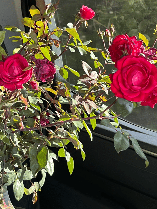 Why Spirit Lake Garden Center is the Go-To Destination for Healthy Plants and Expert Guidance