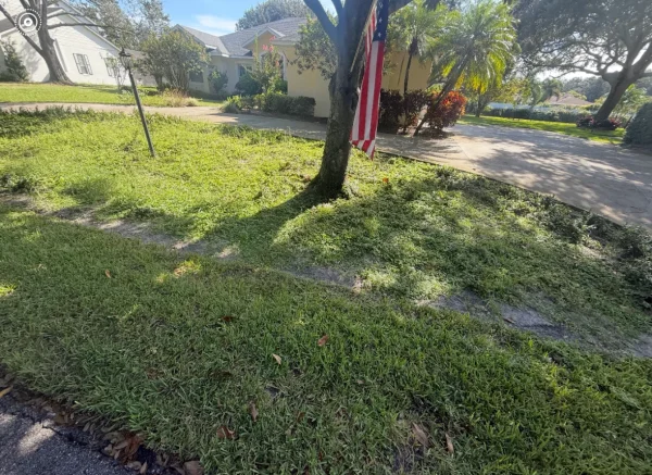 A sunny suburban yard with a neatly trimmed lawn and lush foliage. A tall tree with a U.S. flag hangs over a shadowed driveway. Quiet, peaceful scene.