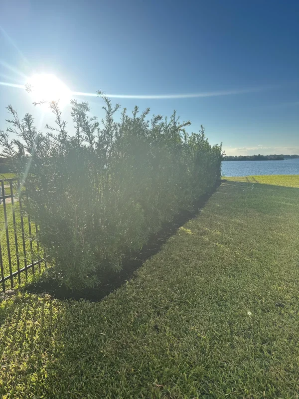 Creating Backyard Privacy & Beauty: TC’s 5-Star Experience With Spirit Lake Garden Center