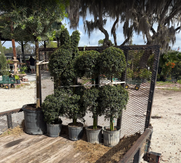 Topiary plants for sale at Spirit Lake Garden Center in Winter Haven Florida