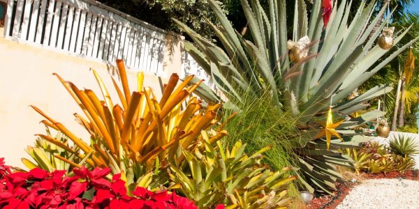 Colorful native plants landscaping design in Winter Haven Florida garden