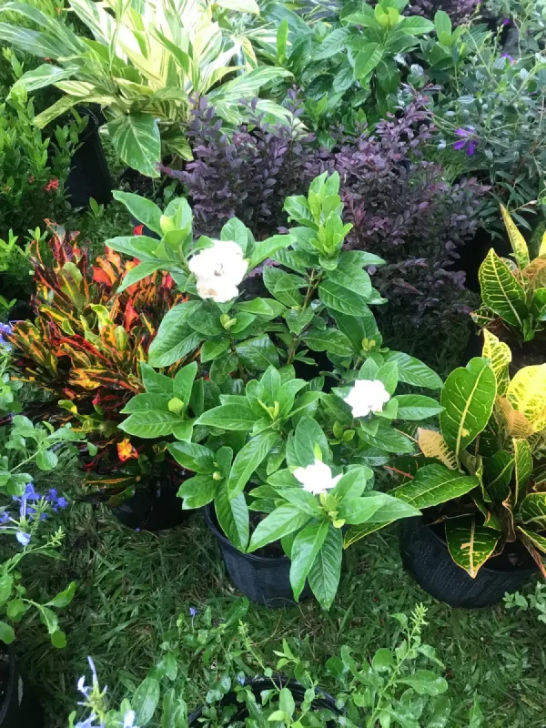 Potted gardenia with white flowers and glossy green leaves surrounded by colorful foliage plants.