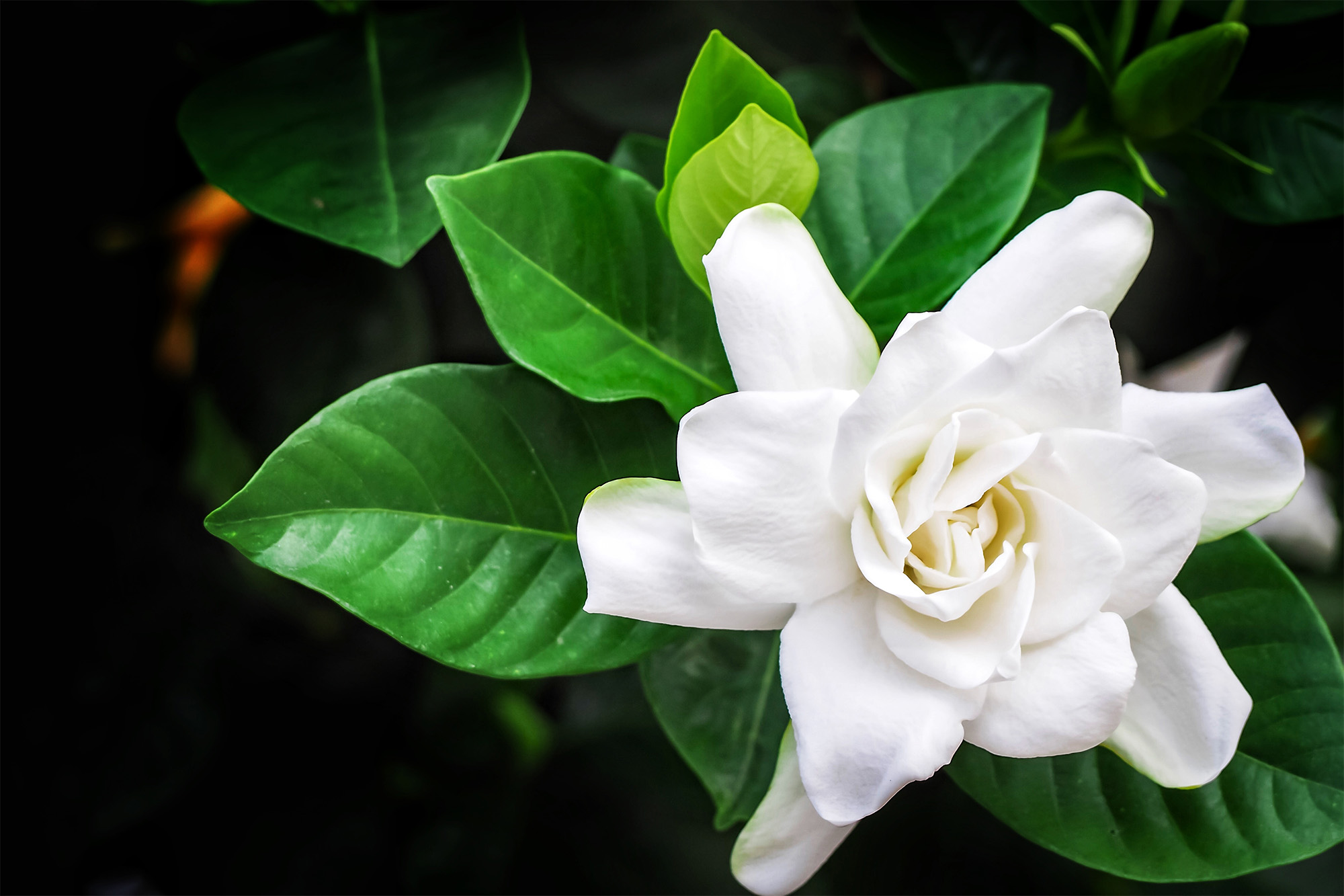 Growing Gardenias Indoors: A Guide to Success